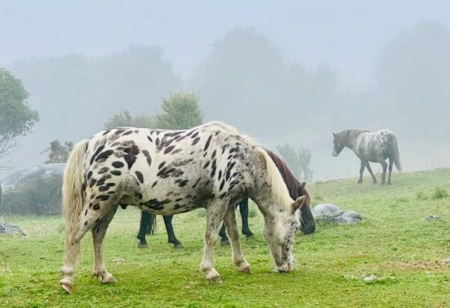 Sanctuary horses and ponies at Hidden Valley Farm