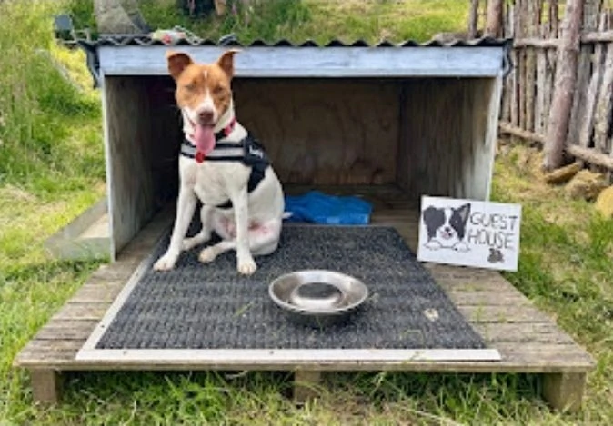 Dogs welcome at Hidden Valley Farm