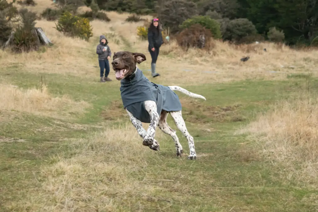 Off the lead and loving it